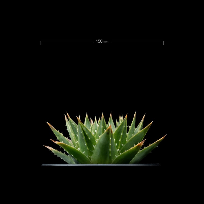 アロエ ポリフィラ / Aloe polyphylla #1 | Ducks ( plants. )