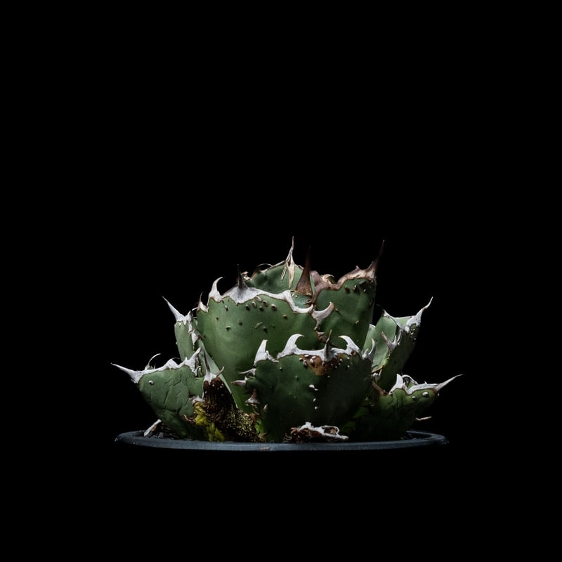 アガベ・チタノタ FO-222 / Agave titanota