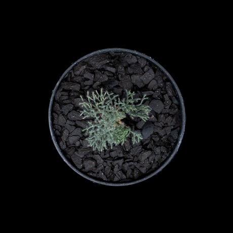 モンソニア ペニクリナム / Monsonia peniculina #30