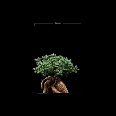 トリコディアデマ ブルボスム / Trichodiadema bulbosum #2