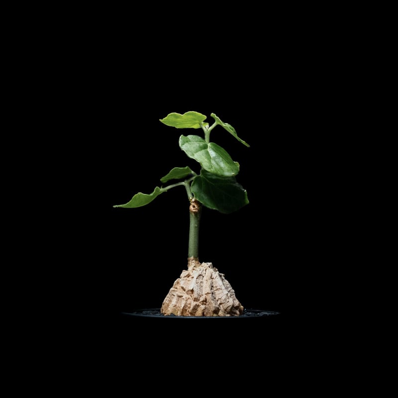 マテレア　シクロフォラ　実生 楽天市場】コーデックス：マテレア シクロフィラ 実生*M 塊根幅4.5cm