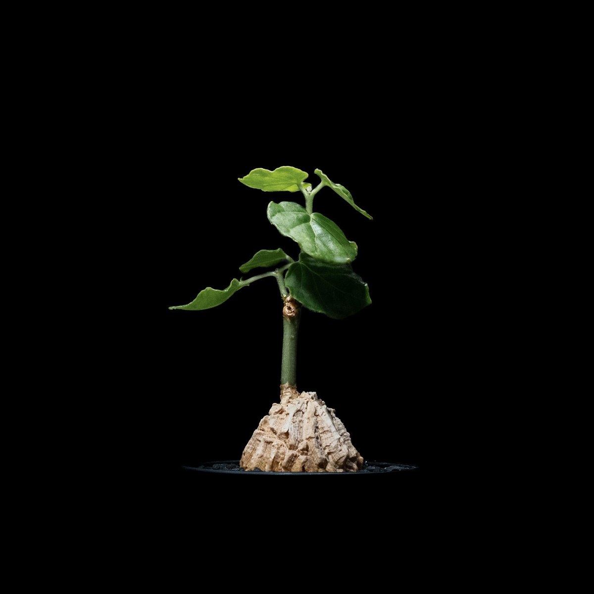 マテレア シクロフィラ / Matelea cyclophylla #7 | Ducks (