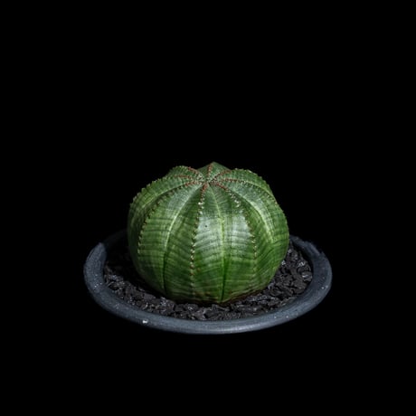 ユーフォルビア オベサ / Euphorbia obesa #21