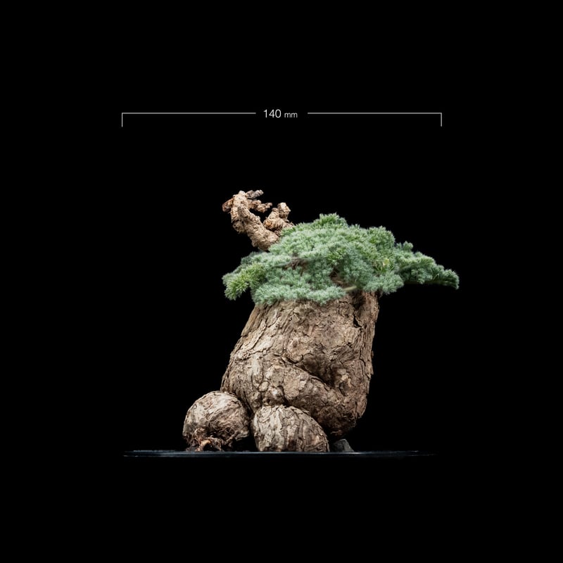 ペラルゴニウム トリステ / Pelargonium triste #6 | Ducks (