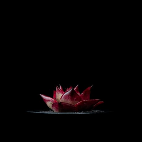 エケベリア ロメオ / Echeveria agavoides ‘Romeo’ #1