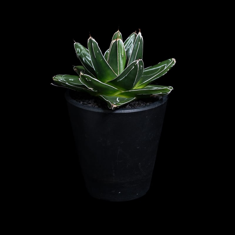 アガベ　victoriae-reginae(笹の雪)群生濃白模様 アガベ victoriae-reginae(笹の雪)群生濃白模様 Agave victoriae