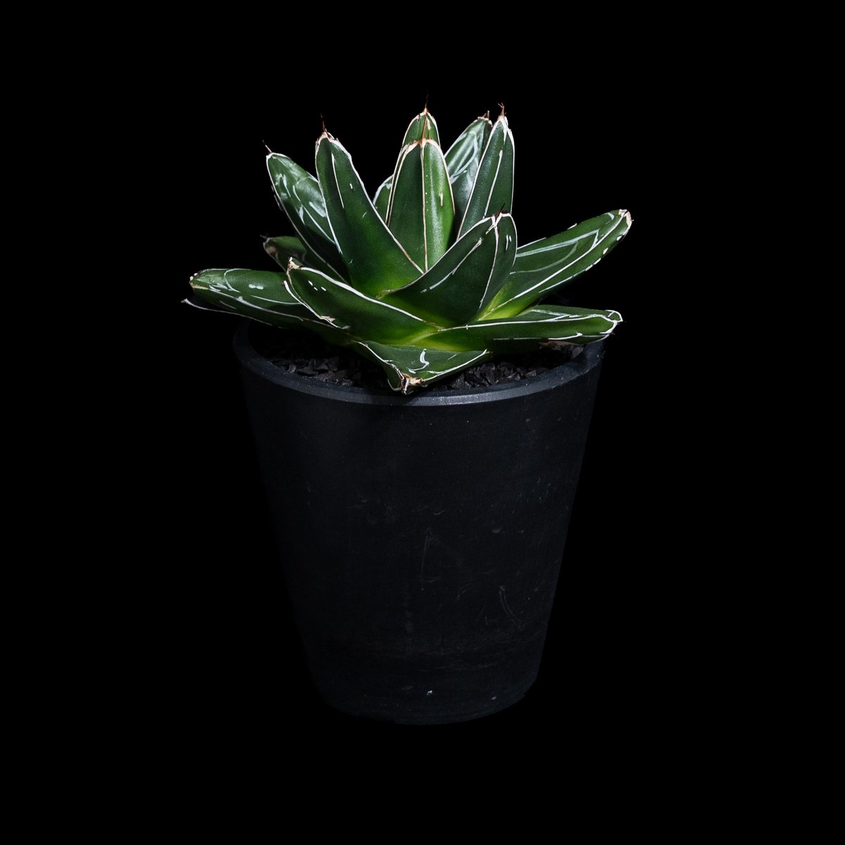 アガベ 笹の雪 D型 / Agave victoriae-reginae #15 | Duck