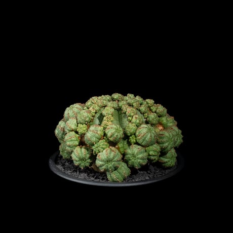 ユーフォルビア シンメトリカ / Euphorbia obesa ssp. symmetrica #1