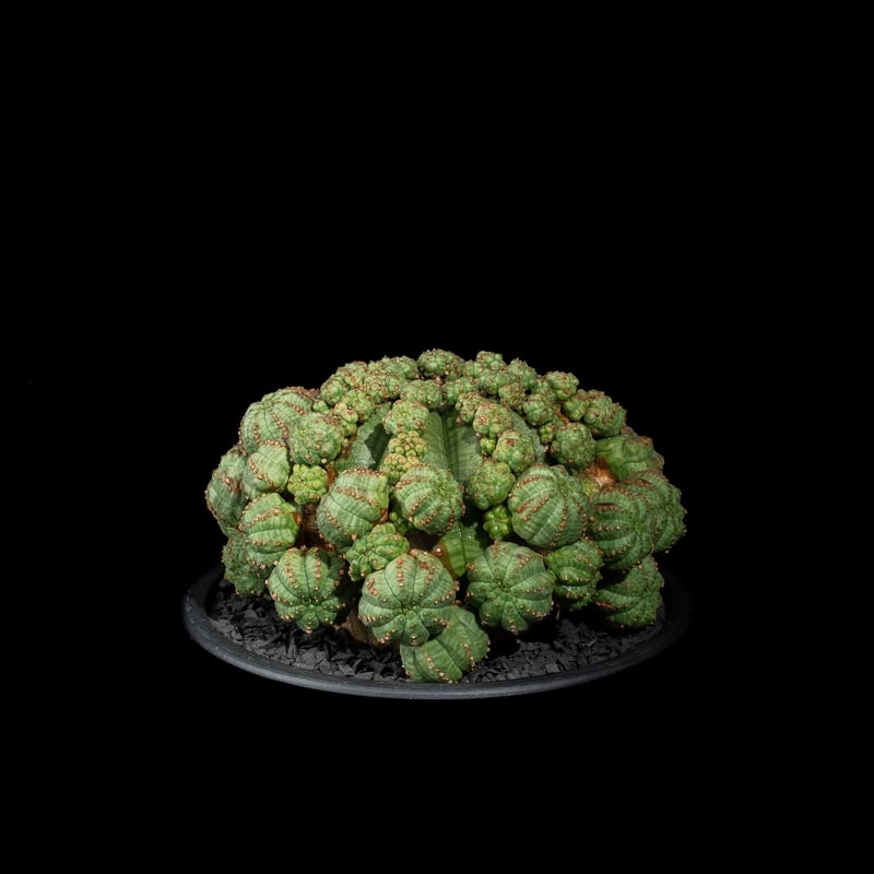 ユーフォルビア シンメトリカ / Euphorbia obesa ssp. symmetric