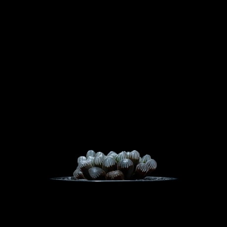 ハオルチア 紫オブツーサ / Haworthia ‘Murasaki Obutusa’