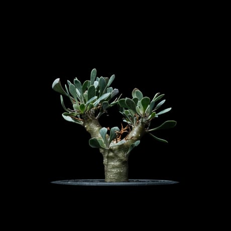 CATEGORY オトンナ | Ducks ( plants. )