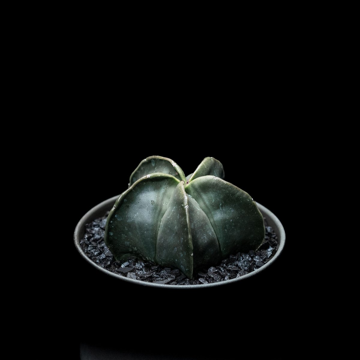アストロフィツム 碧瑠璃鸞鳳玉 / Astrophytum myriostigma var.