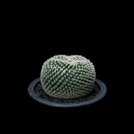 マミラリア 大福丸 / Mammillaria perbella #1