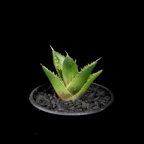 アガベ チタノタ ハデス / Agave titanota ‘Hades’ #15