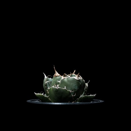 アガベ チタノタ 白鯨 / Agave titanota ‘White Whale’ #12