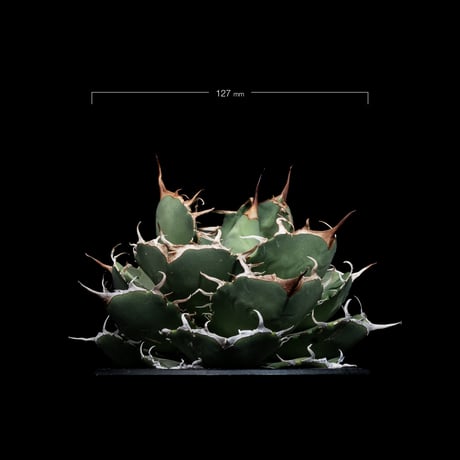 アガベ チタノタ 柊月 / Agave titanota ‘Syūgetsu’ #1
