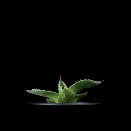 アガベ パリー トルンカータ / Agave parryi var. truncata #2