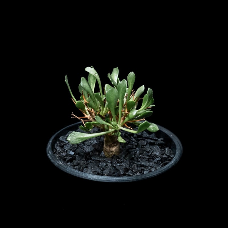 オトンナ ユーフォルビオイデス / Othonna euphorbioides #1 | Du