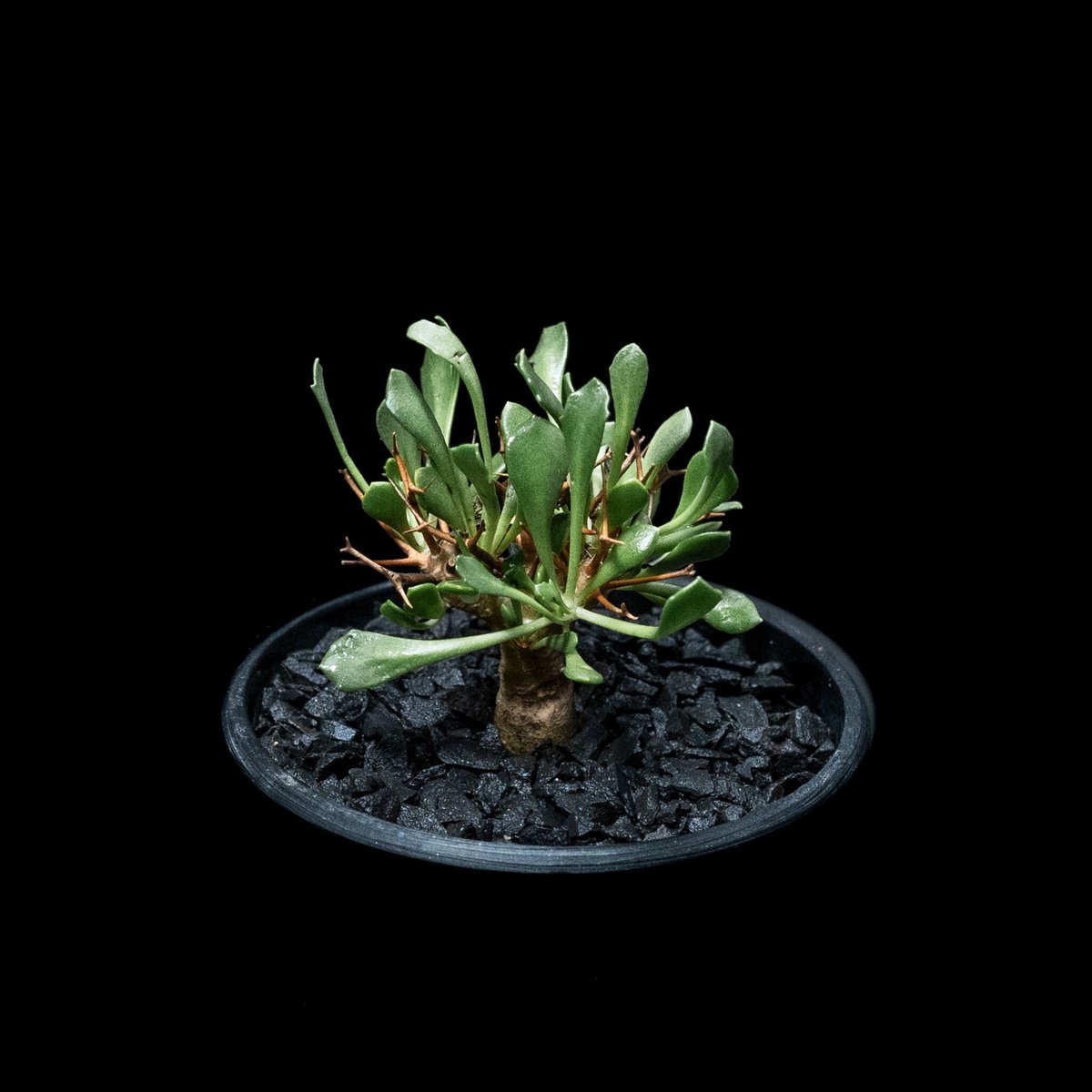 オトンナ ユーフォルビオイデス GC① オトンナ ユーフォルビオイデス GC① オトンナ・ユーフォルビオイデス