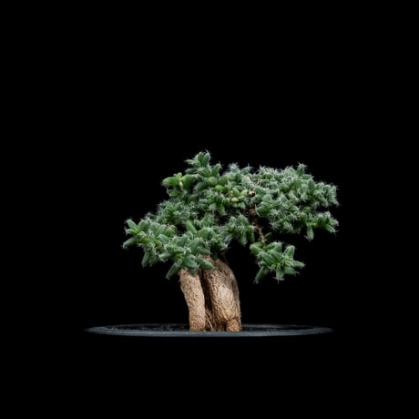 トリコディアデマ ブルボスム / Trichodiadema bulbosum #4