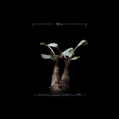 ユーフォルビア ノーザンマダガスカル / Euphorbia sp. nov northernmadagascar #2