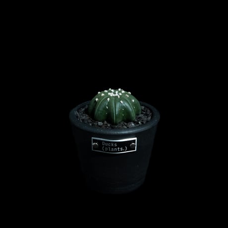 アストロフィツム アステリアス ヒトデ型 / Astrophytum asterias 'Star Shape' #44