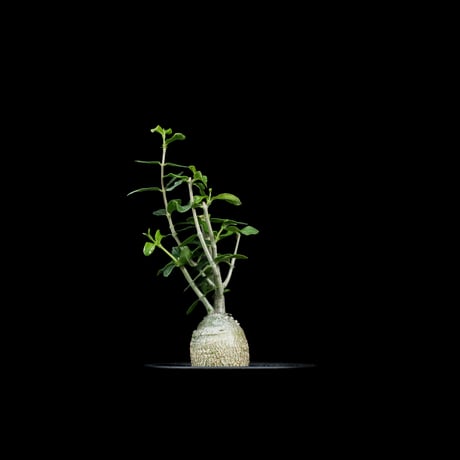 フォッケア エデュリス / Fockea edulis #6