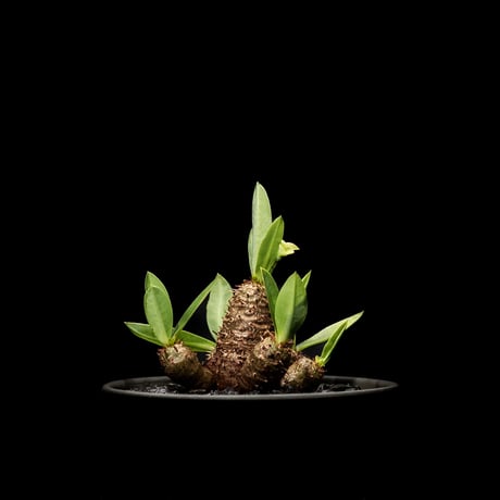 ユーフォルビア ブレビフォリア / Euphorbia brevifolia