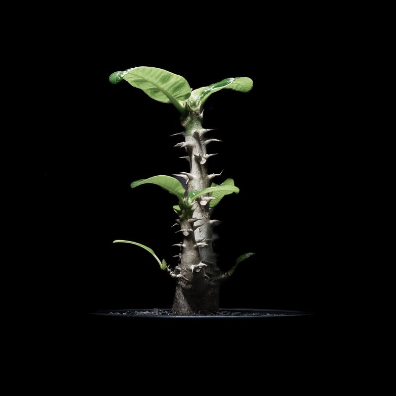 パキポディウム ウィンゾリー / Pachypodium baronii var. winds