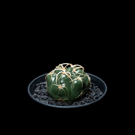 ギムノカリキウム 海王丸 / Gymnocalycium denudatum ‘Kaioumaru’
