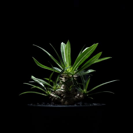 パキポディウム デンシカウレ / Pachypodium densicaule #3