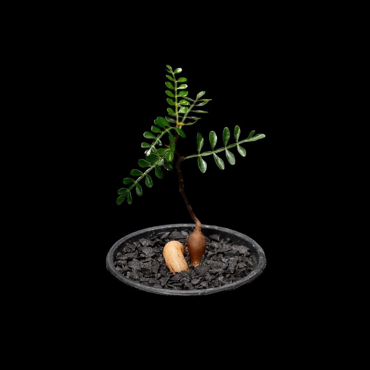 【Operculicarya pachypus｜オペルクリカリア・パキプス】 種子] オペルクリカリア パキプス Operculicarya pachypusの商品