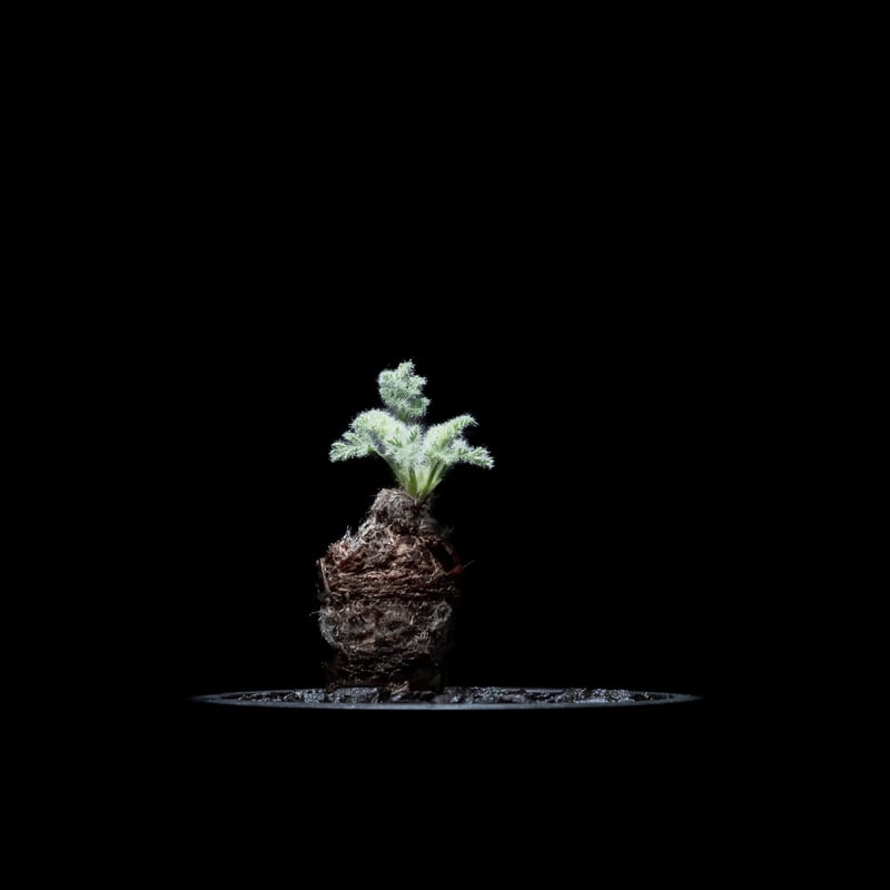 ペラルゴニウム アッペンディクラツム / Pelargonium appendicul