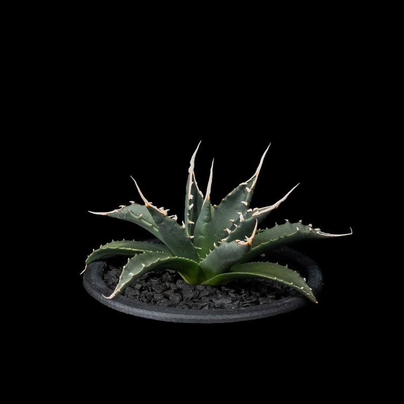 アガベ ハイブリッド パラサナ エボリスピナ パライシ モンタナ