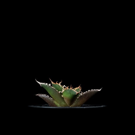 アガベ チタノタ シーザー / Agave titanota ‘Caesar’ #45