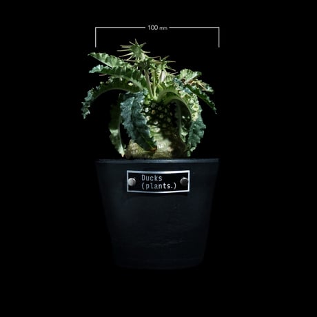 ドルステニア フォエチダ 錦 / Dorstenia foetida f. variegata #1