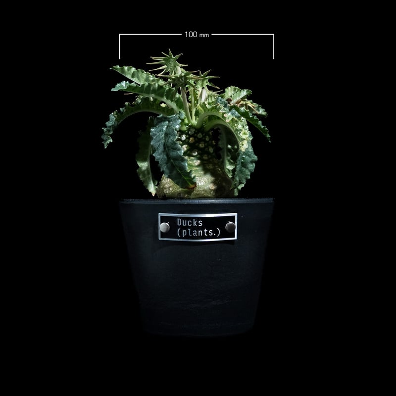 ドルステニア フォエチダ 錦 / Dorstenia foetida f. variegata