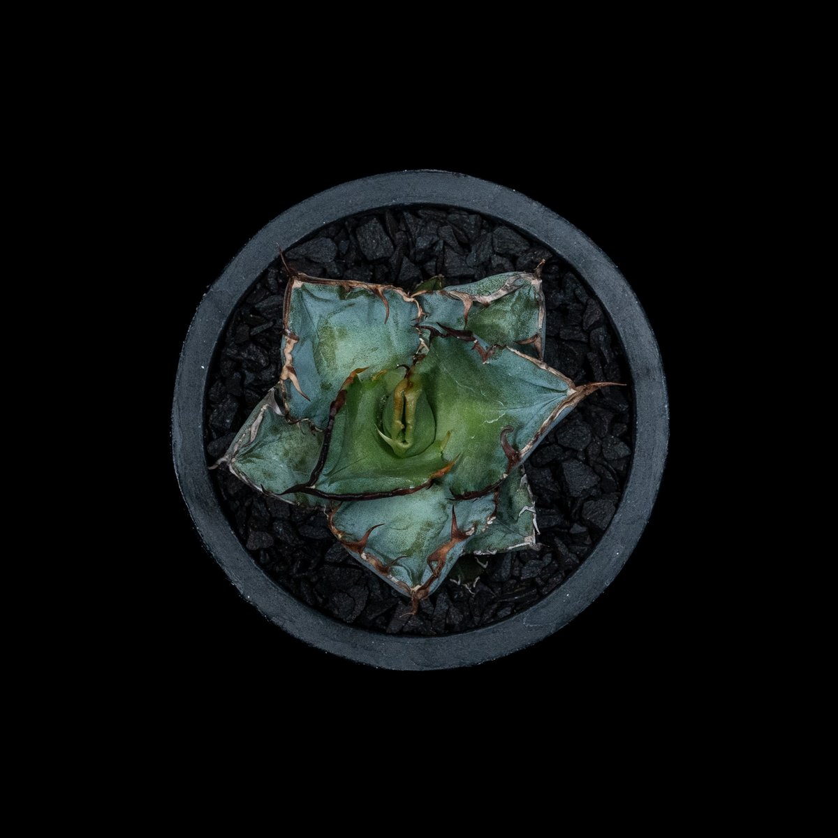 アガベ チタノタ ブラック&ブルー / Agave titanota 'Black & Blu