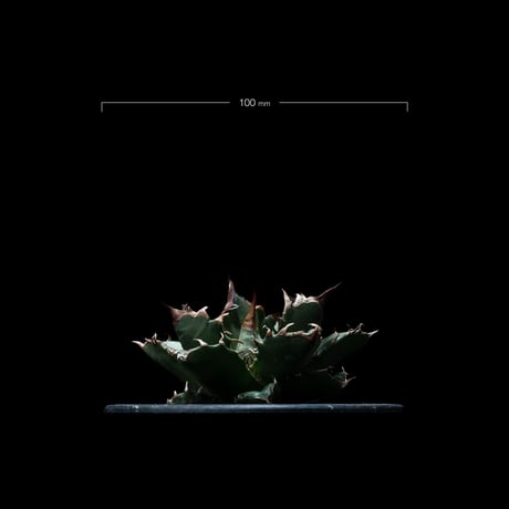 アガベ チタノタ 姫厳竜 / Agave titanota ‘Dwarf’ #5