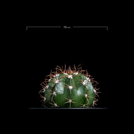 メロカクタス マタンザナス / Melocactus matanzanus #1