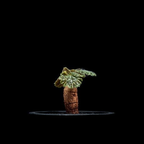 ペラルゴニウム バークリー / Pelargonium barklyi #3