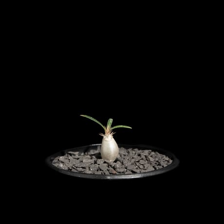 パキポディウム グラキリス / Pachypodium rosulatum var. gracilius #62