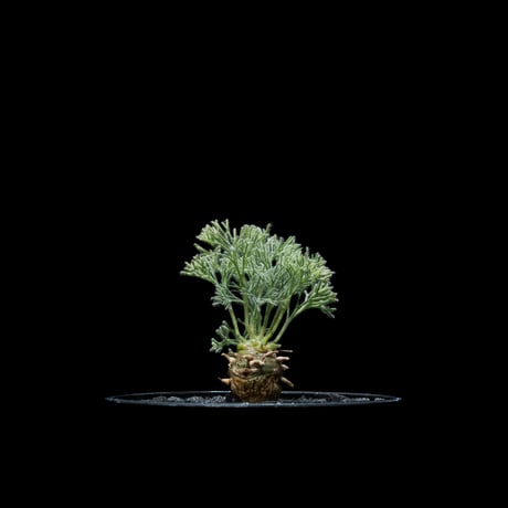 モンソニア ペニクリナム / Monsonia peniculina #20