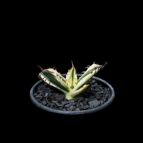 アガベ チタノタ スナグルトゥース / Agave titanota ‘Snaggle Tooth’ #1
