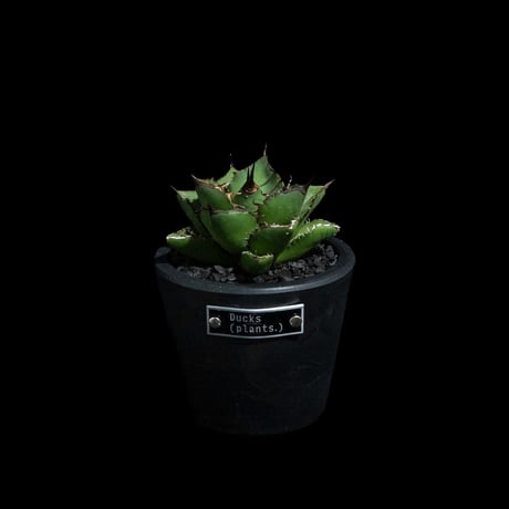 アガベ チタノタ 熊猫 / Agave titanota 'Panda' #4
