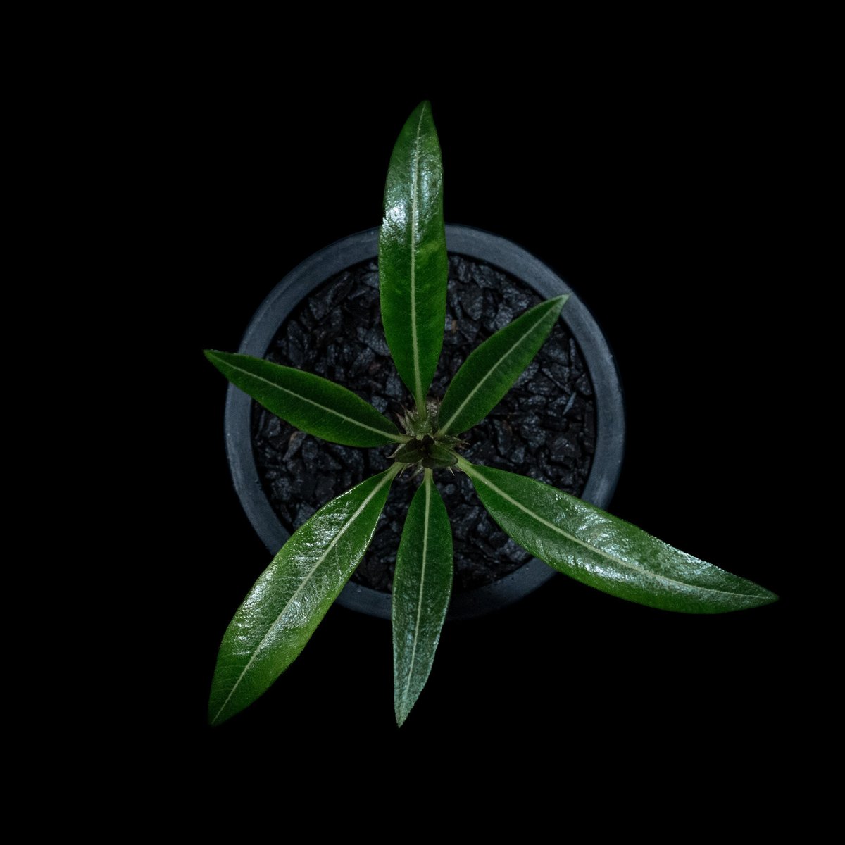 パキポディウム バロニー / Pachypodium baronii #1 | Ducks (