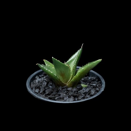 アガベ チタノタ ハデス / Agave titanota ‘Hades’ #4