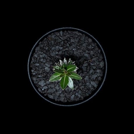パキポディウム ホロンベンセ / Pachypodium horombense #4