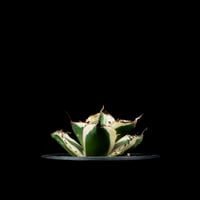 アガベ パリー トルンカータオリザバ Agave アガベ パリー トルンカータ オリザバ / Agave parryi var. truncat