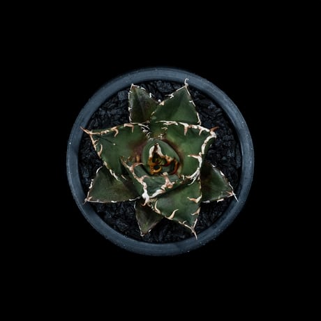 アガベ チタノタ 白鯨 / Agave titanota ‘White Whale’ #8